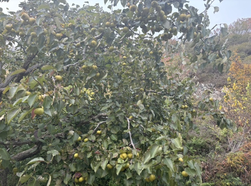 梨真好呀