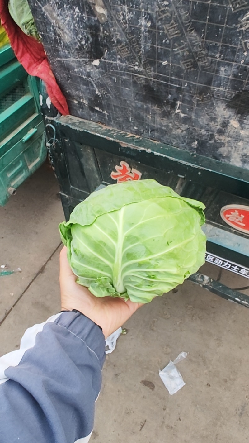 精品甘蓝