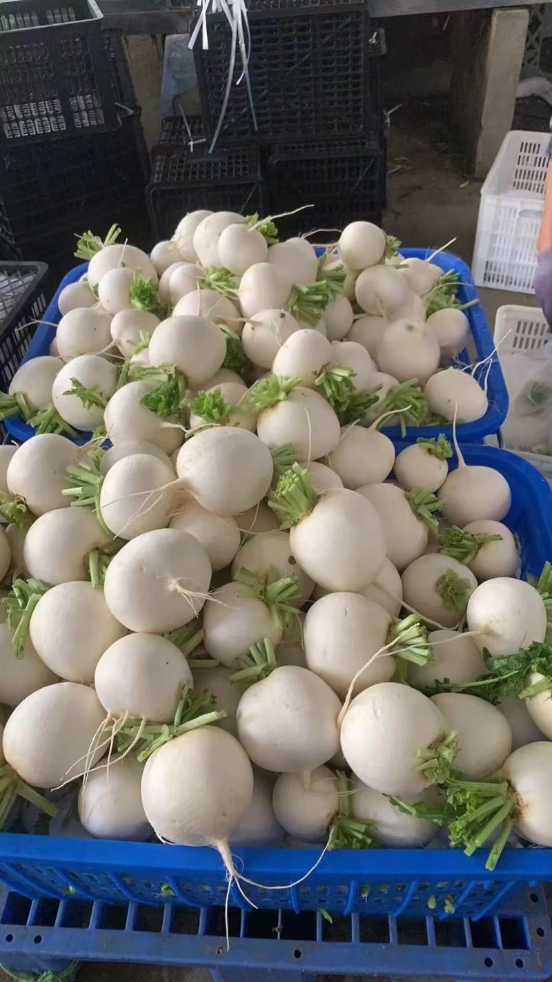 【推荐】湖北圆萝卜供应市场商超电商量大价优