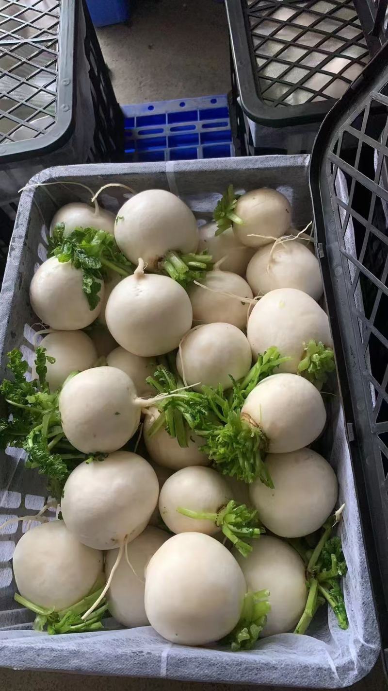 【推荐】湖北圆萝卜供应市场商超电商量大价优