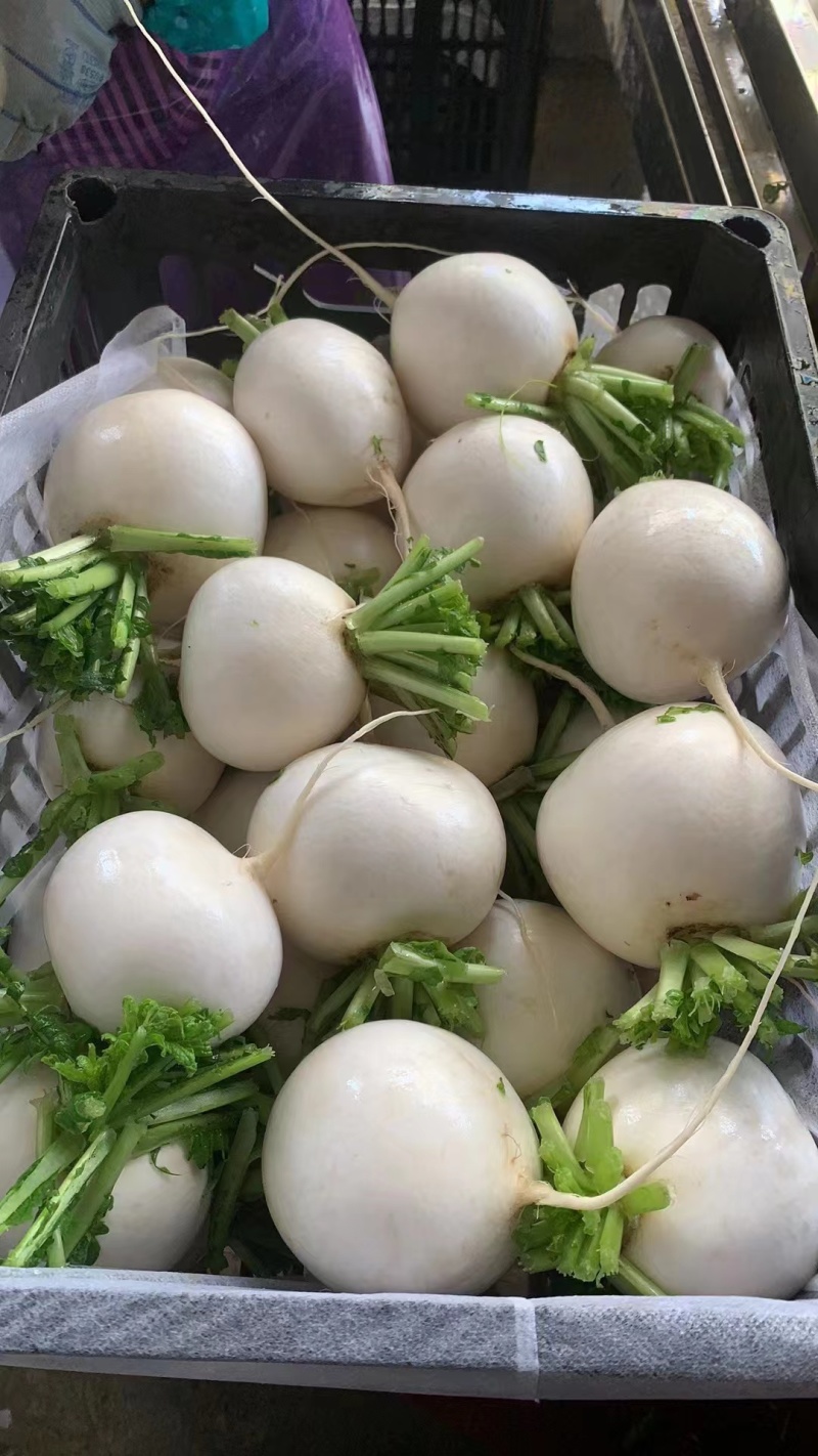 【推荐】湖北圆萝卜供应市场商超电商量大价优