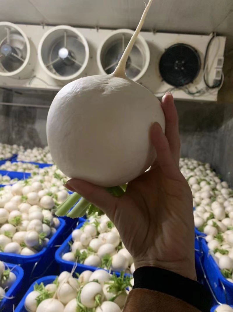 【推荐】湖北圆萝卜供应市场商超电商量大价优