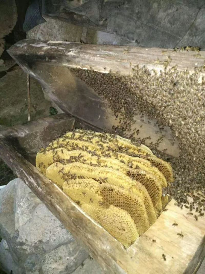 川绵土蜂蜜
