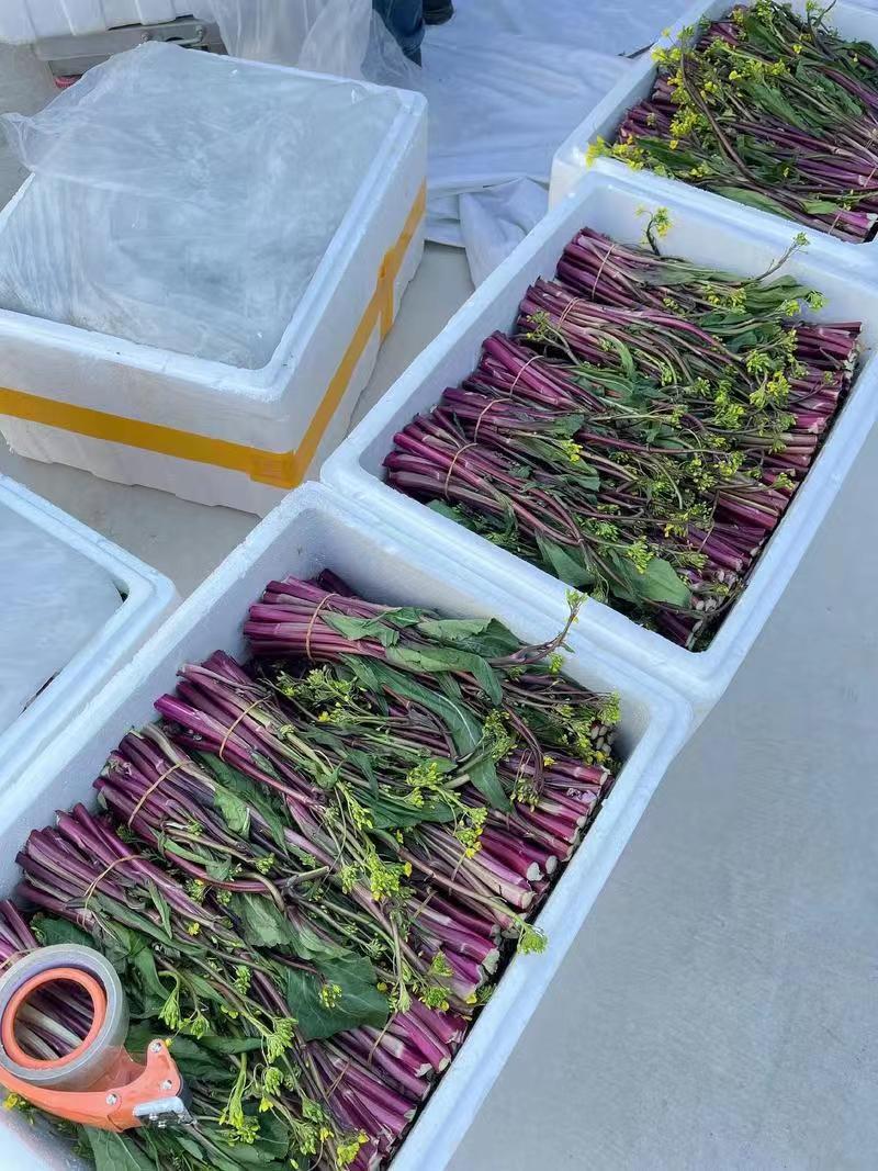 【推荐】湖北红菜苔供应市场商超电商量大价优