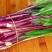 【推荐】湖北红菜苔供应市场商超电商量大价优