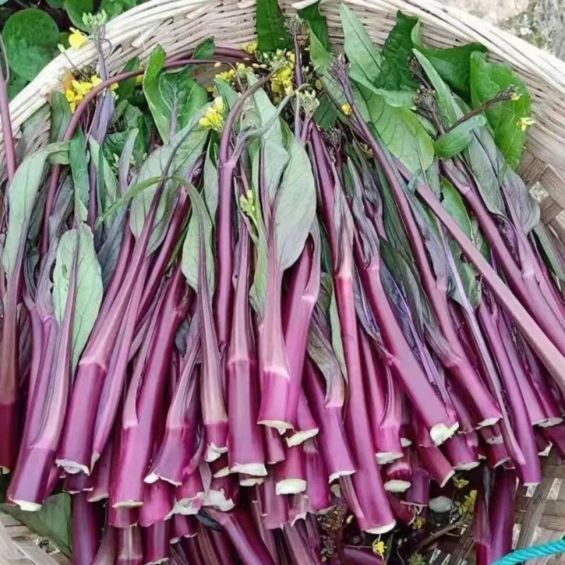 【推荐】湖北红菜苔供应市场商超电商量大价优