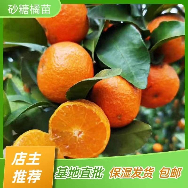 砂糖橘苗早熟沙糖桔子苗嫁接苗产地直销【批发】技术指导