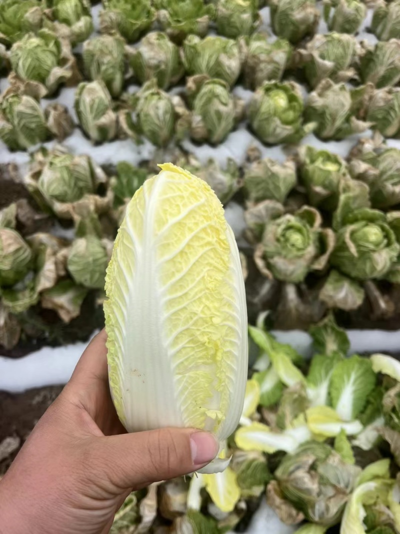黄心大娃娃菜，常年有货，真空打氮，提供商检，专业出口