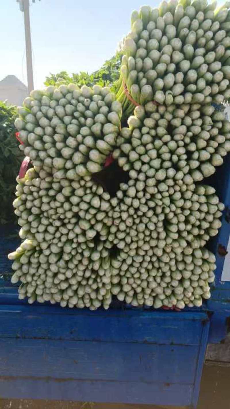 芹菜大量供应中，质量保证。规格齐全，需要联系