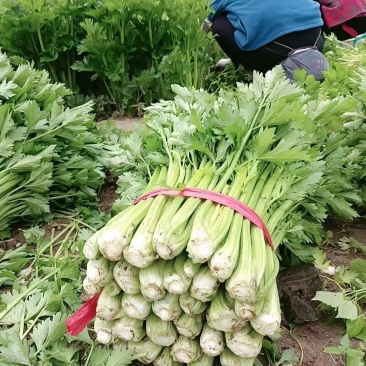 芹菜大量供应中，质量保证。规格齐全，需要联系