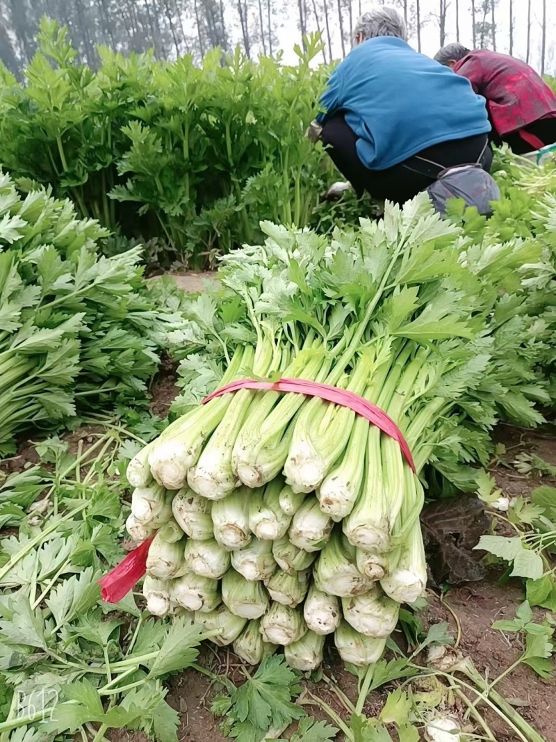 芹菜大量供应中，质量保证。规格齐全，需要联系