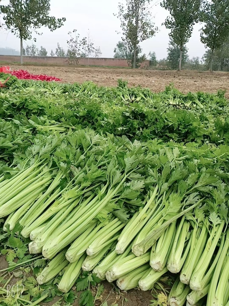 芹菜大量供应中，质量保证。规格齐全，需要联系