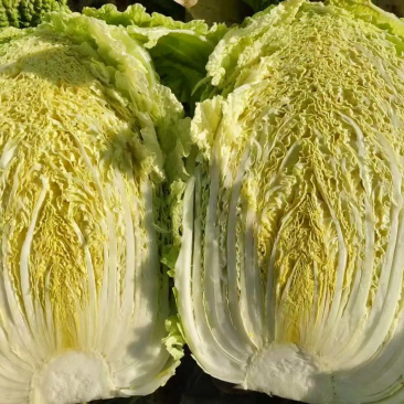 《吉林白菜》吉林黄心白菜/精品大白菜/电商团购一件代发来