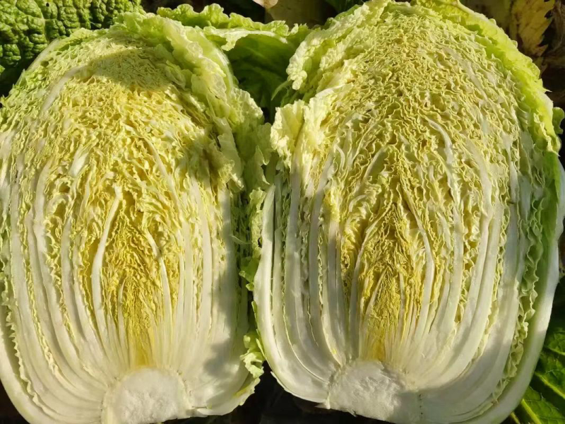 《吉林白菜》吉林黄心白菜/精品大白菜/电商团购一件代发来