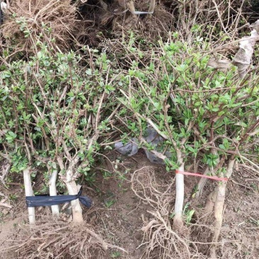 精品金银花苗，产地直发，质量保证，成活率高欢迎选购