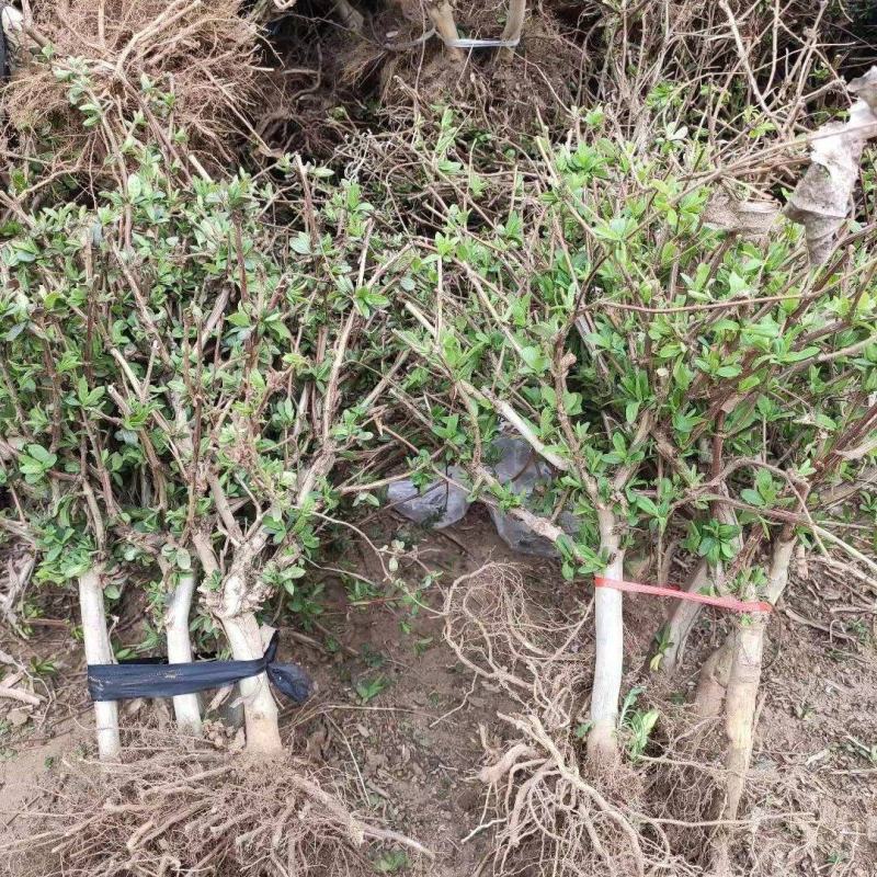 精品金银花苗，产地直发，质量保证，成活率高欢迎选购