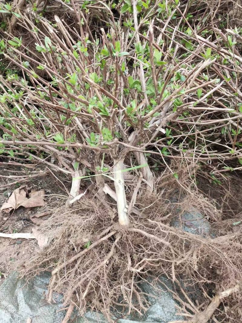 精品金银花苗，产地直发，质量保证，成活率高欢迎选购