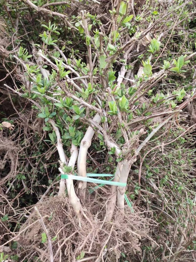 精品金银花苗，产地直发，质量保证，成活率高欢迎选购