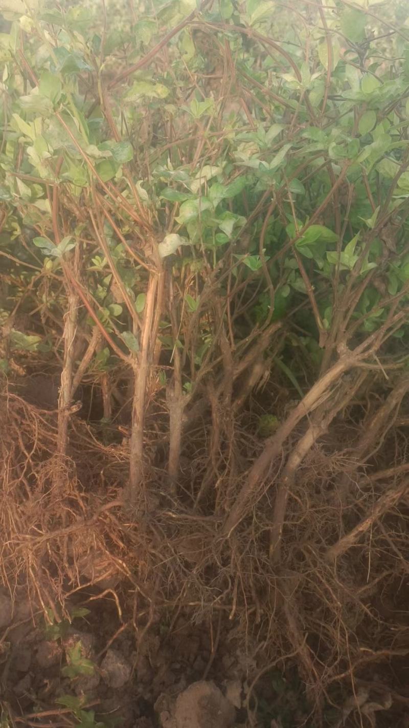 精品金银花苗，产地直发，质量保证，成活率高欢迎选购