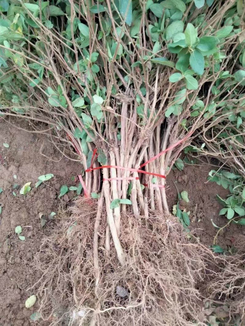 精品金银花苗，产地直发，质量保证，成活率高欢迎选购