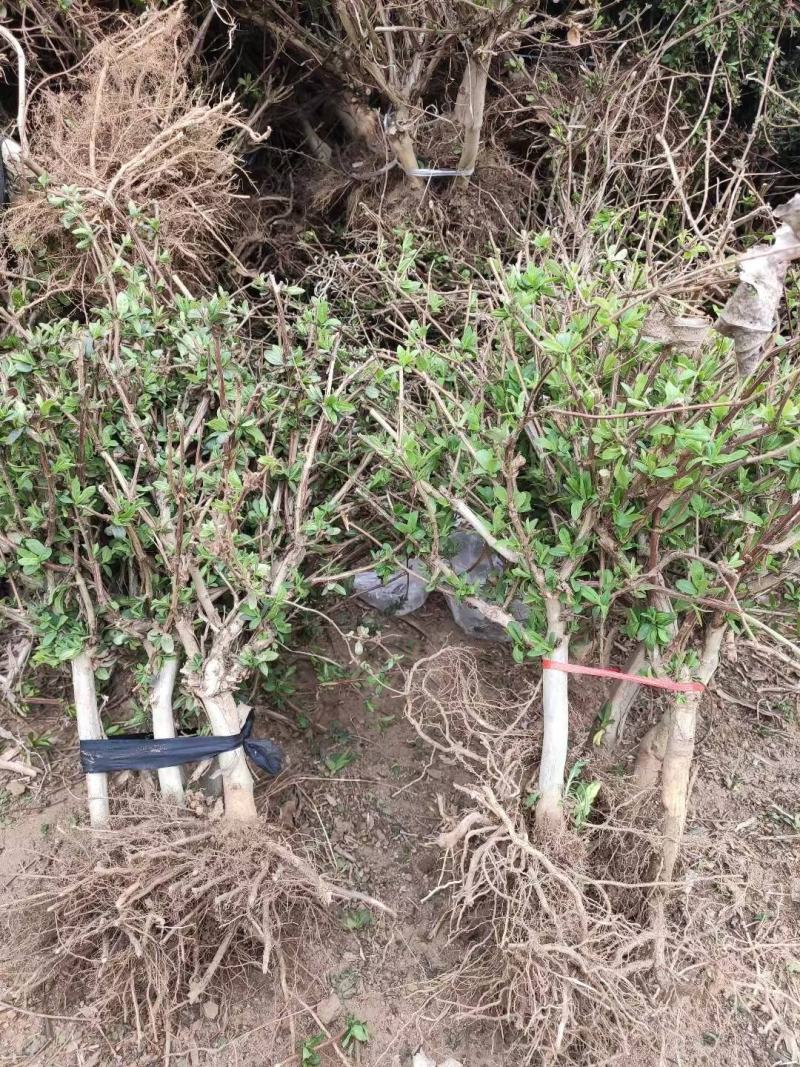 精品金银花苗，产地直发，质量保证，成活率高欢迎选购