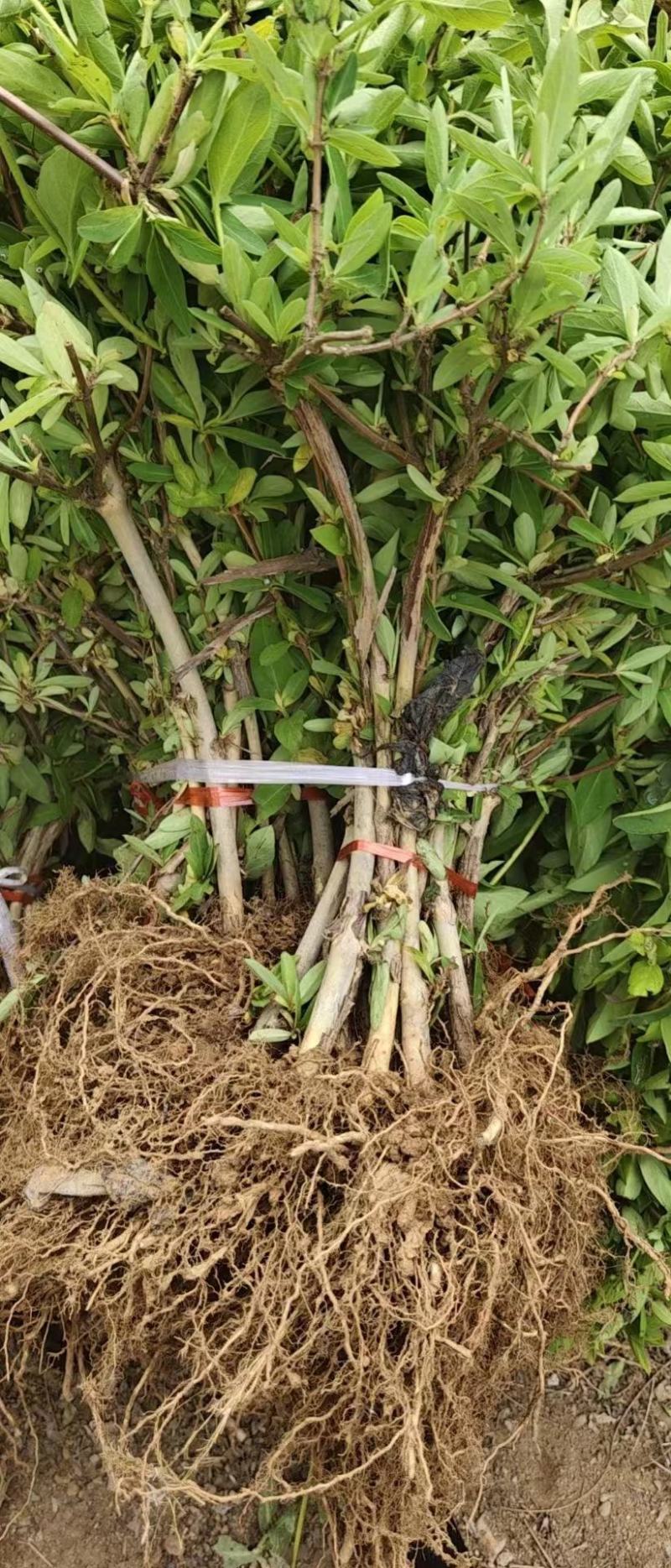 精品金银花苗，产地直发，质量保证，成活率高欢迎选购