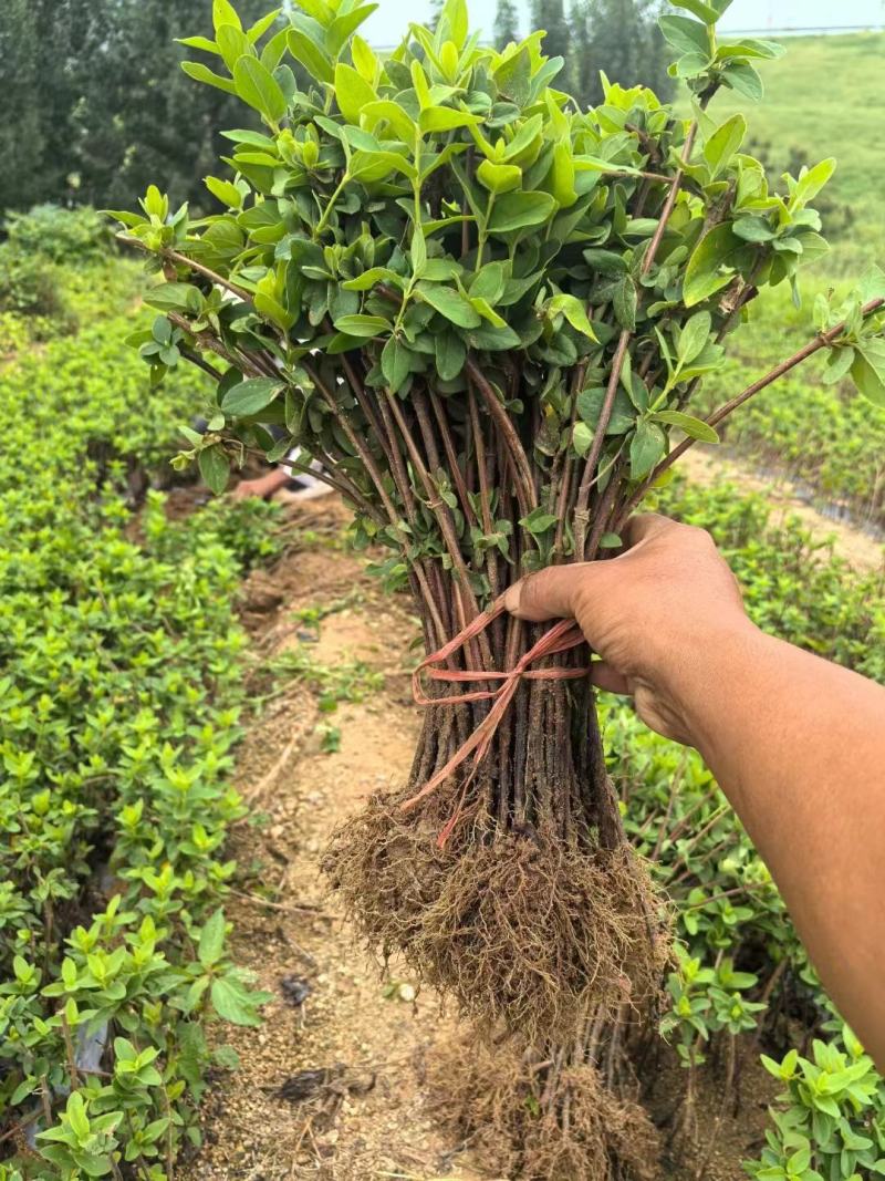 精品金银花苗，产地直发，质量保证，成活率高欢迎选购