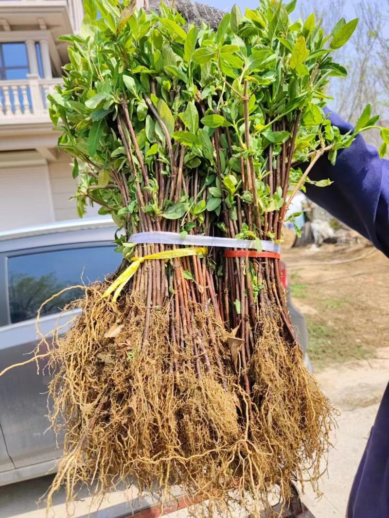 精品金银花苗，产地直发，质量保证，成活率高欢迎选购