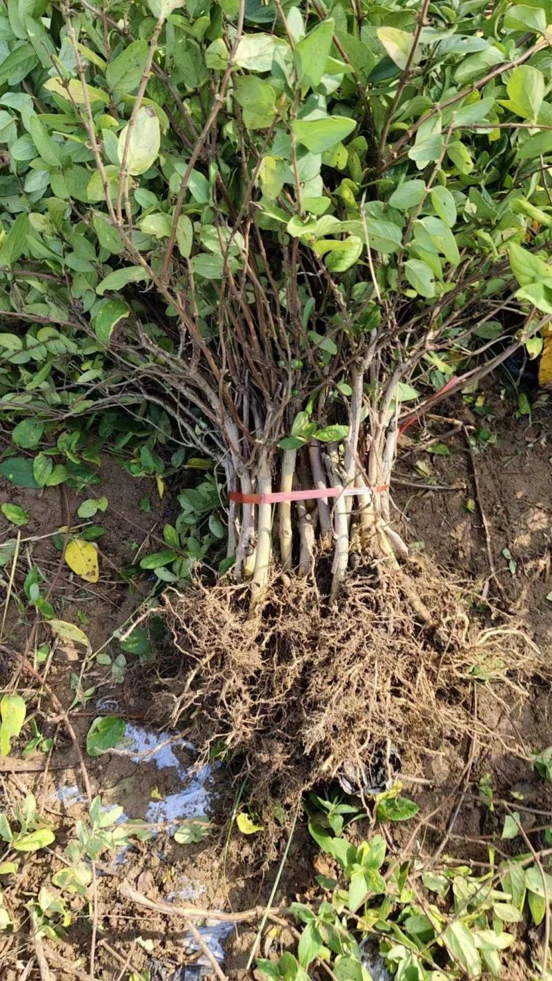 精品金银花苗，产地直发，质量保证，成活率高欢迎选购
