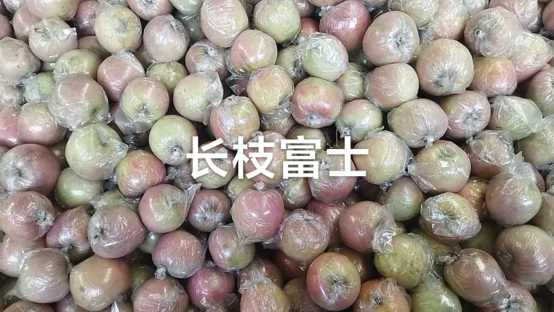 红富士苹果大量上市脆甜可口深泽县，中河疃村