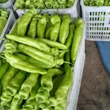 大尖椒青椒皮薄肉厚大量上市一手货源量大质优