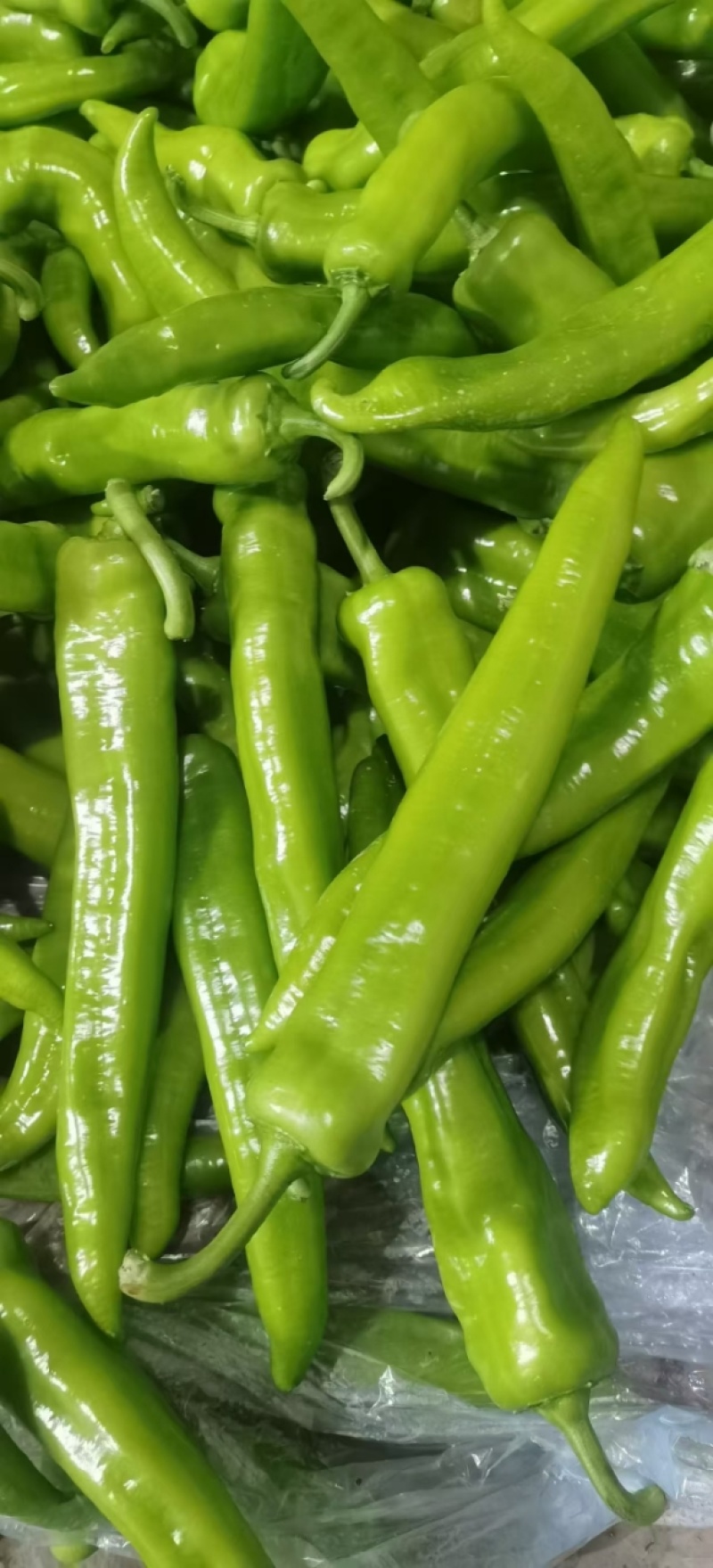 大尖椒青椒皮薄肉厚大量上市一手货源量大质优