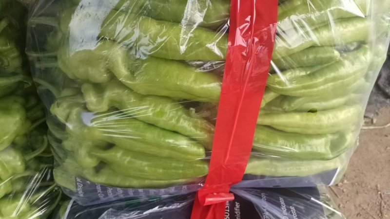 大尖椒青椒皮薄肉厚大量上市一手货源量大质优