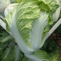 山东白菜/夏阳白菜/大量供应/全国代办/欢迎来电