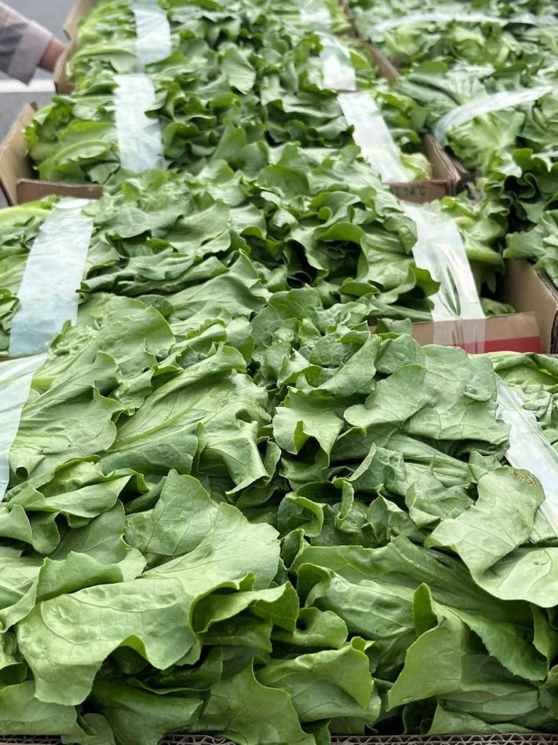 江苏淮安生菜大量上市，优质现货供应中，供市场大型商超等。