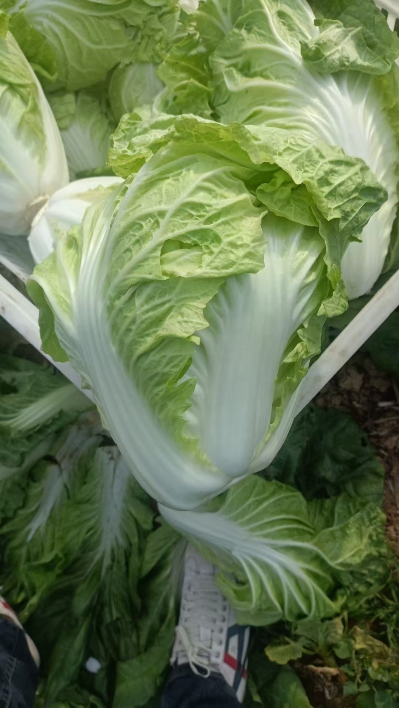 山东白菜/夏阳白菜/大量供应/全国代办/欢迎来电