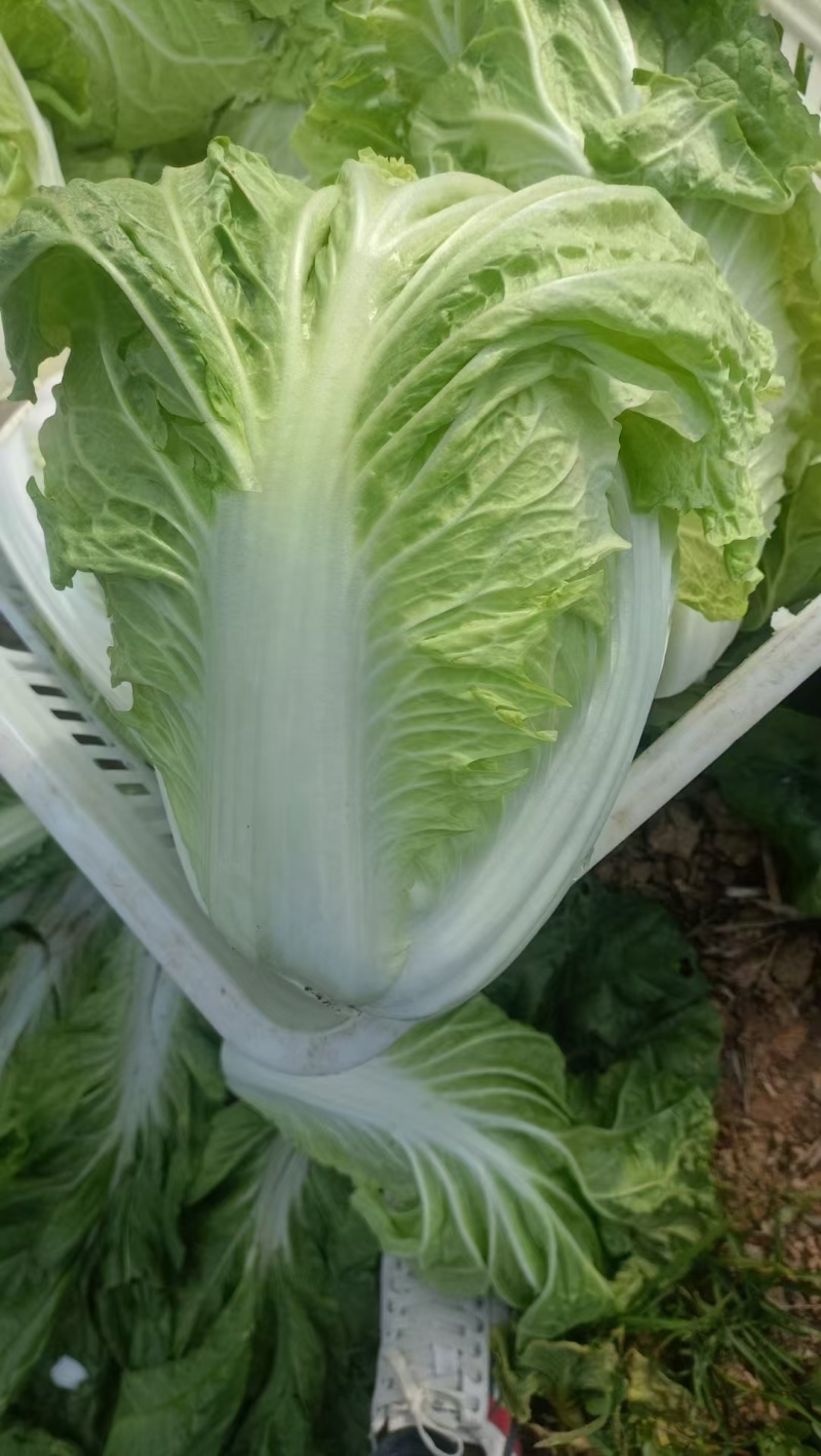 山东白菜/夏阳白菜/大量供应/全国代办/欢迎来电