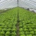 江苏淮安生菜大量上市，优质现货供应中，供市场大型商超等。
