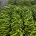 新鲜螺丝椒山东辣椒一手产地货源量大质优可视频看货