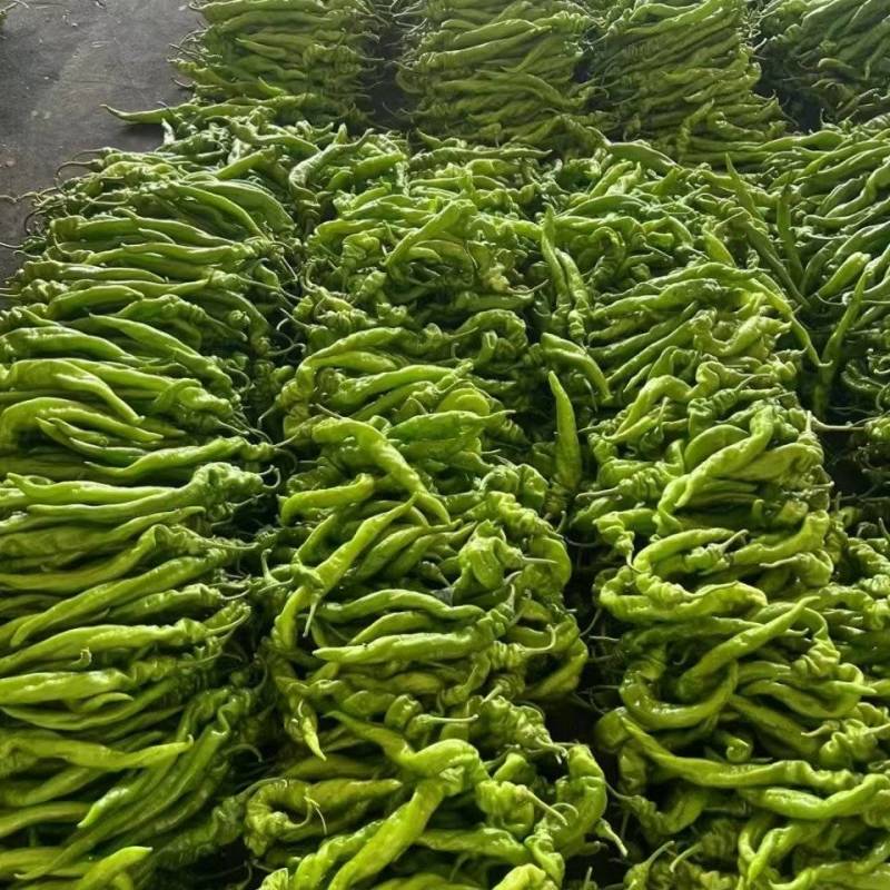 新鲜螺丝椒山东辣椒一手产地货源量大质优可视频看货