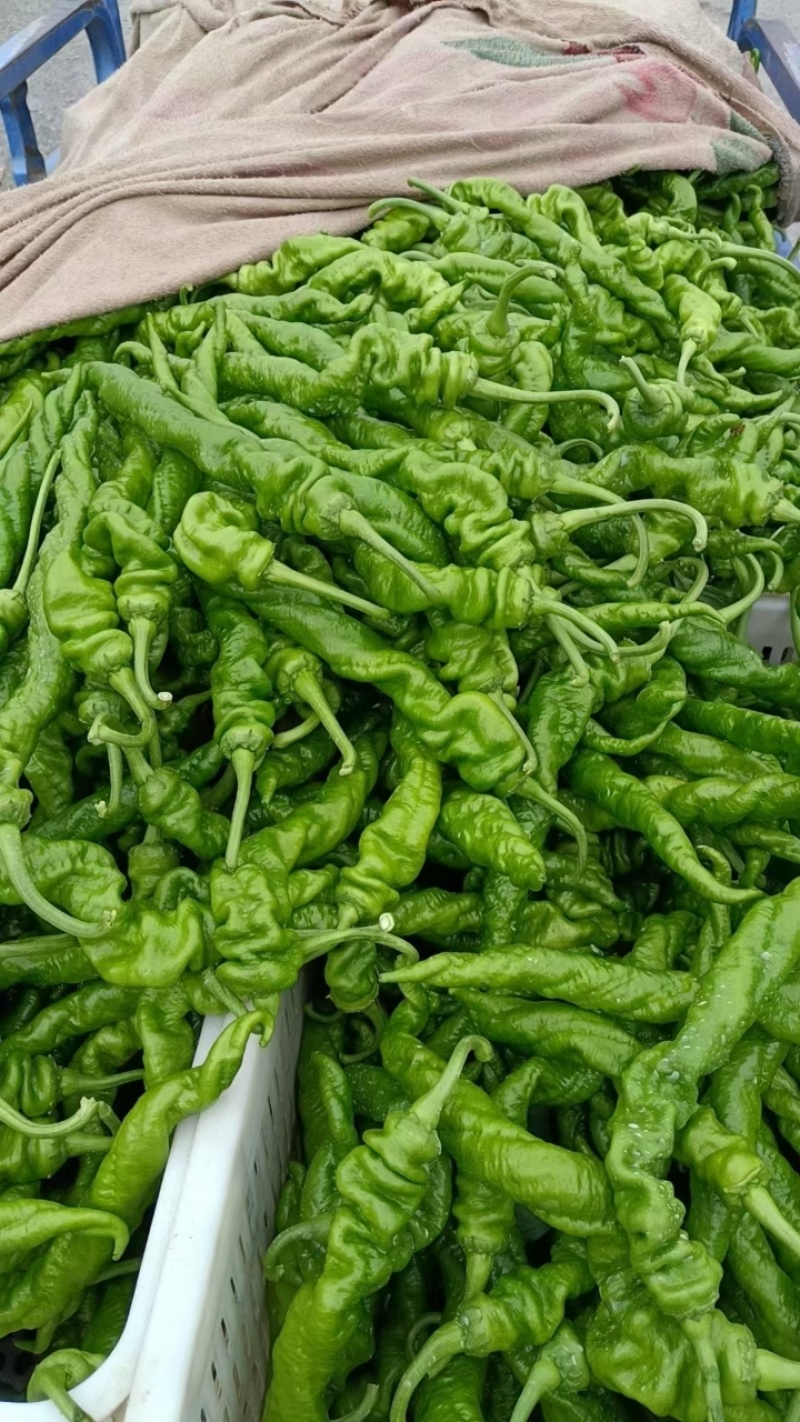新鲜螺丝椒山东辣椒一手产地货源量大质优可视频看货