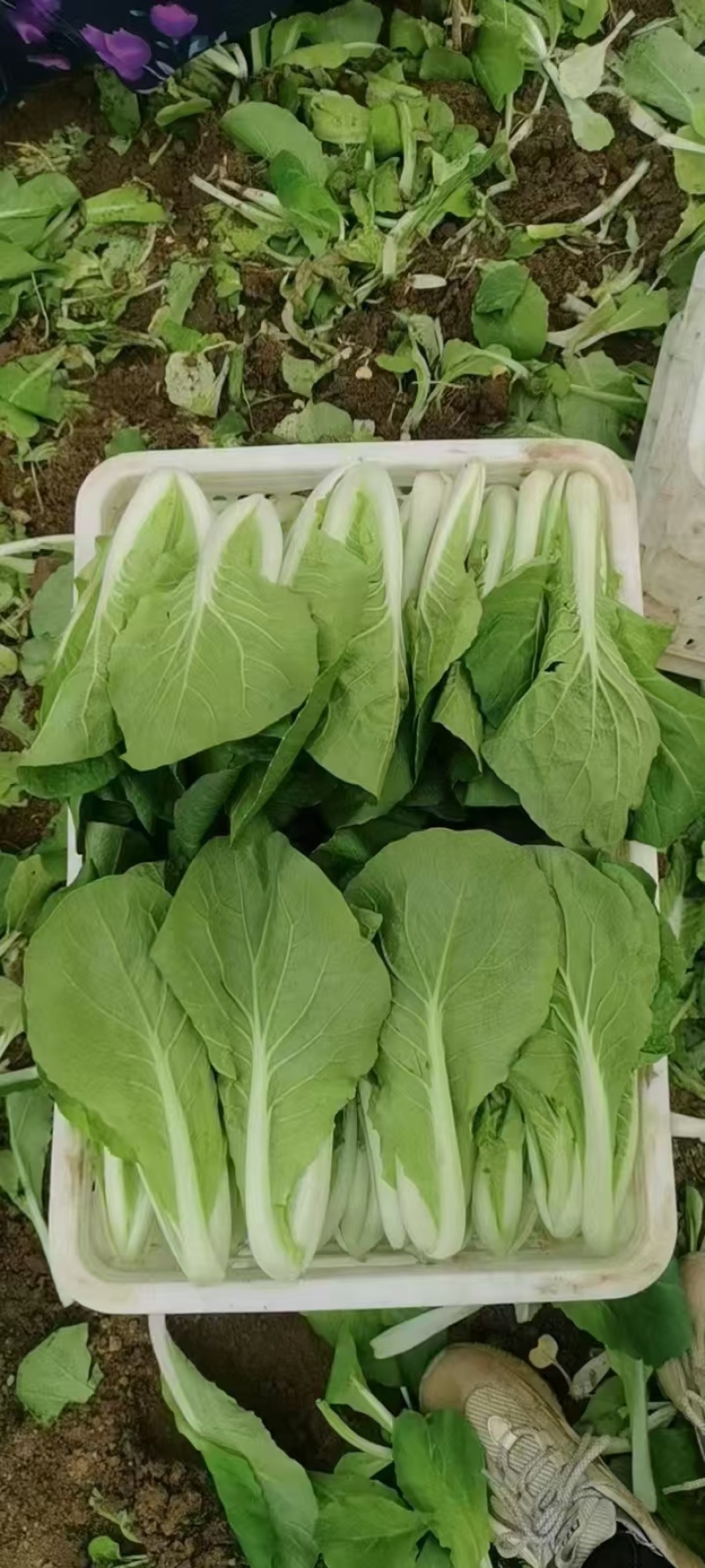 山东快菜大棚快菜新鲜快菜大量供货产地直供全国配送代发