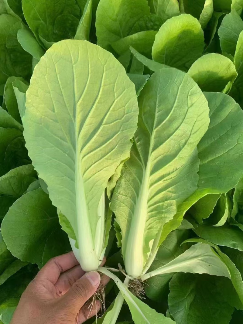 山东快菜大棚快菜新鲜快菜大量供货产地直供全国配送代发