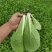 山东快菜大棚快菜新鲜快菜大量供货产地直供全国配送代发