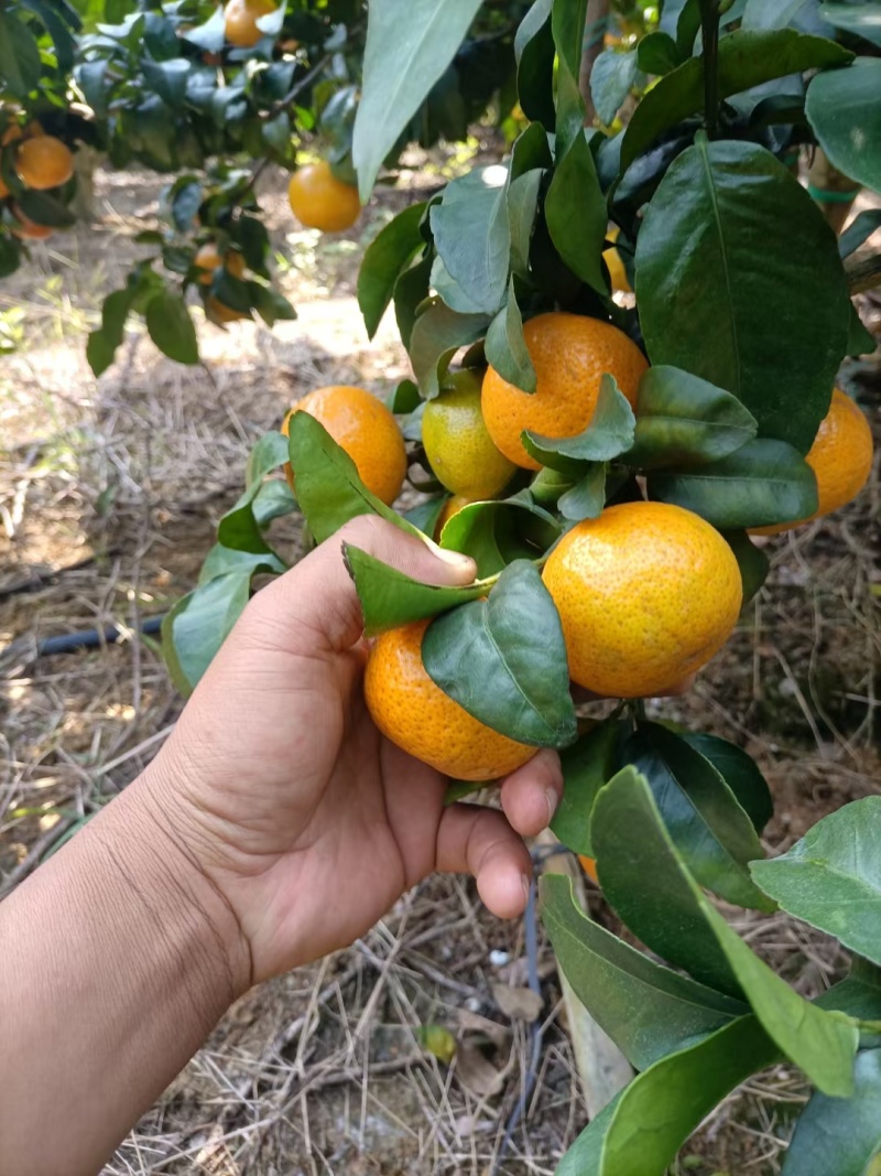 金秋沙糖桔