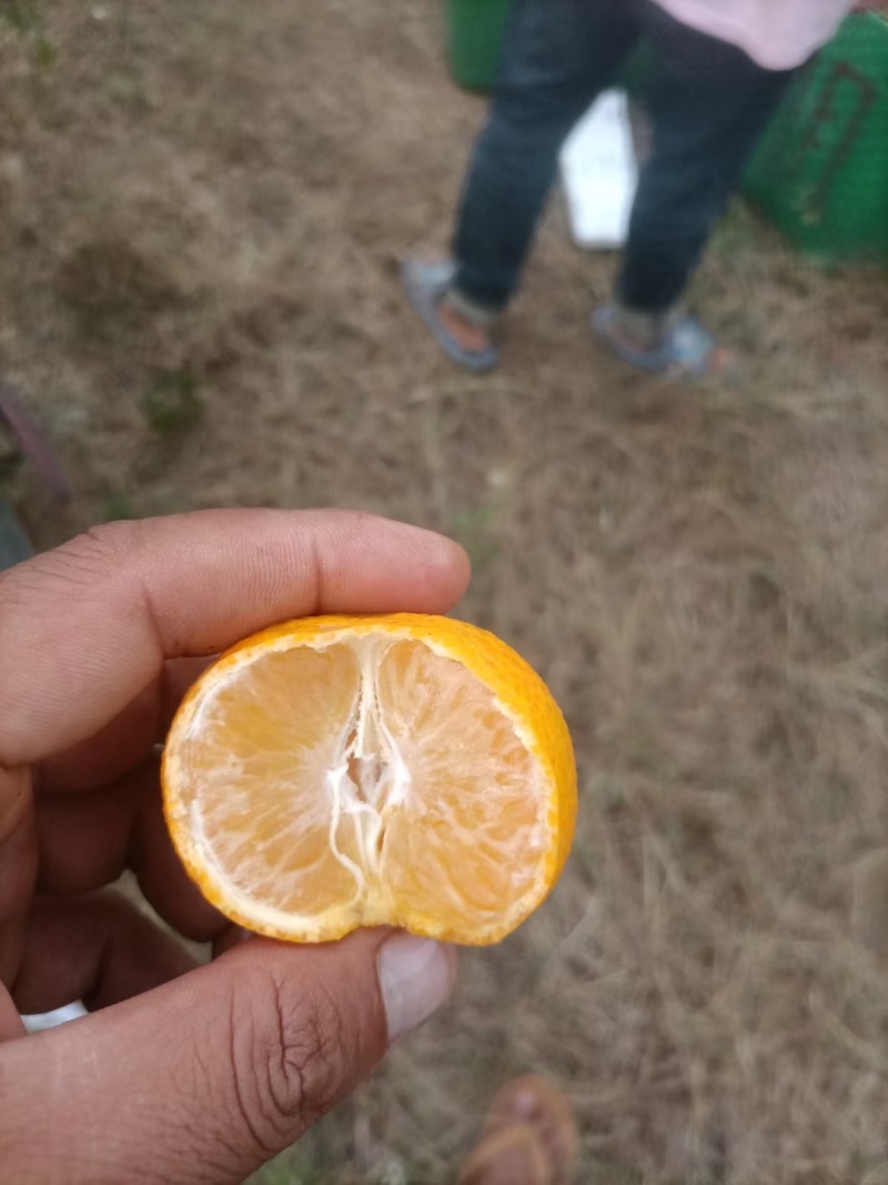 金秋沙糖桔