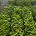 线椒鲜辣椒山东辣椒一手产地货源量大质优可视频
