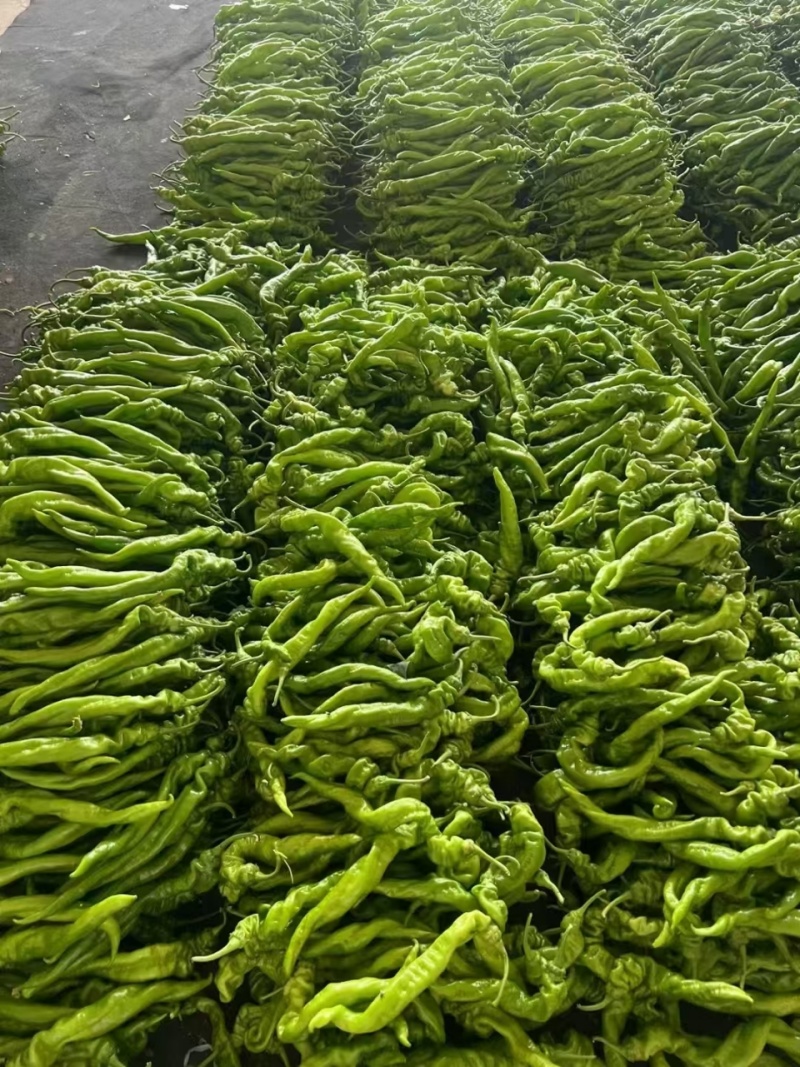 线椒鲜辣椒山东辣椒一手产地货源量大质优可视频