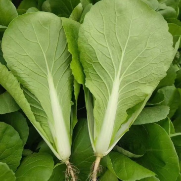曹县精品快菜/曹县小白菜/毛白菜/产地直发/供应市场商超