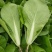 曹县精品快菜/曹县小白菜/毛白菜/产地直发/供应市场商超